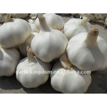 sell 2011 shandong garlic